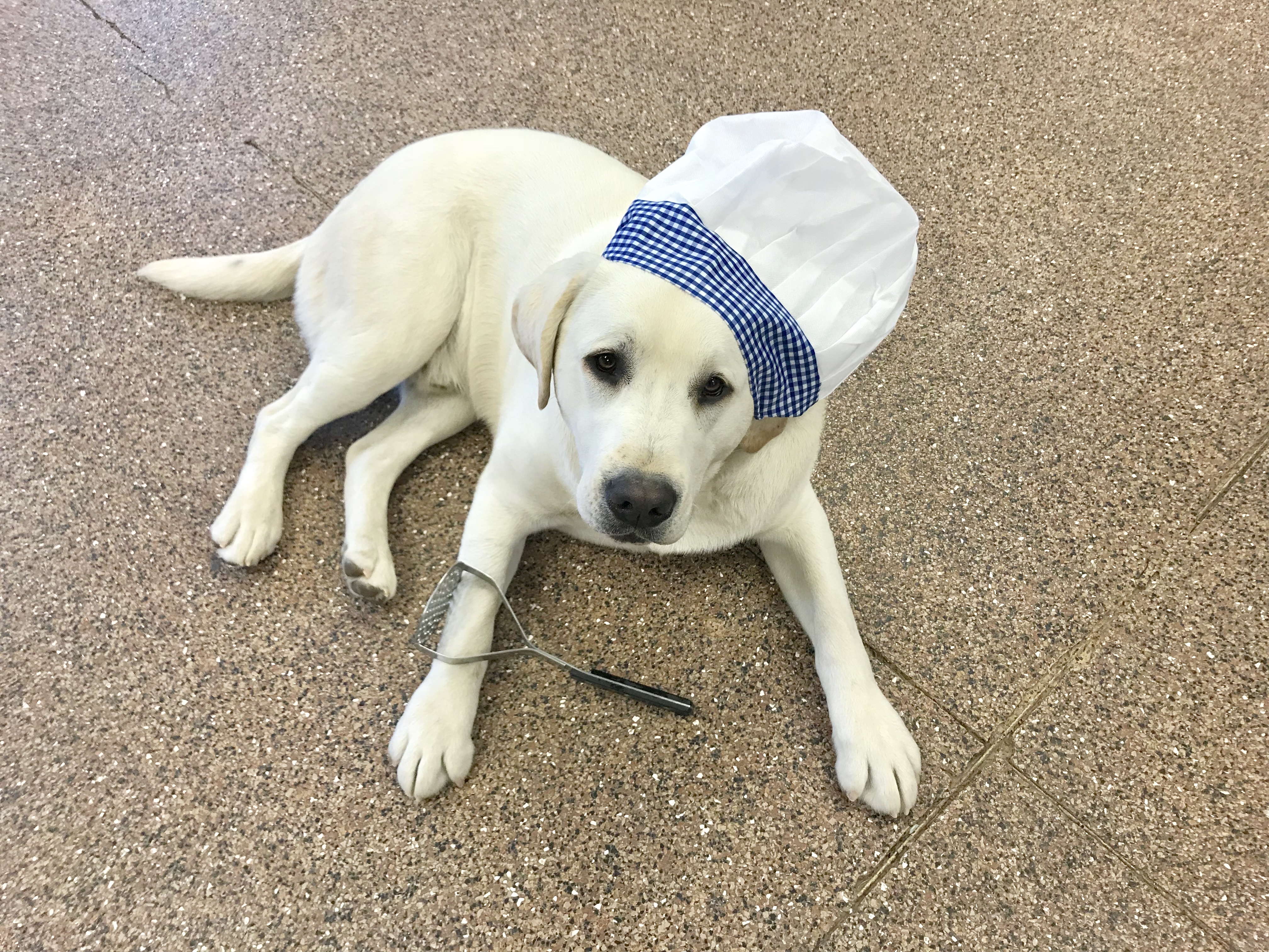 White Labrador retriever with a chef's hat and potato masher