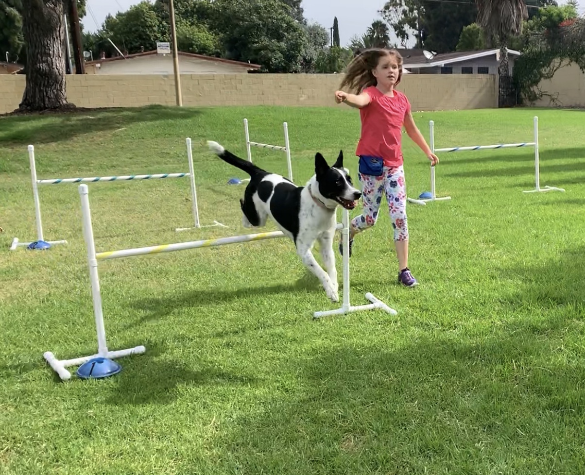 Dog jumps over agility obstacle with girl running behind her